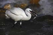 Küçük ak balıkçıl / Egretta garzetta / Little egret
